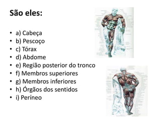 São eles:
• a) Cabeça
• b) Pescoço
• c) Tórax
• d) Abdome
• e) Região posterior do tronco
• f) Membros superiores
• g) Membros inferiores
• h) Órgãos dos sentidos
• i) Períneo
 