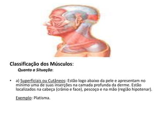 Classificação dos Músculos:
Quanto a Situação:
• a) Superficiais ou Cutâneos: Estão logo abaixo da pele e apresentam no
mínimo uma de suas inserções na camada profunda da derme. Estão
localizados na cabeça (crânio e face), pescoço e na mão (região hipotenar).
Exemplo: Platisma.
 