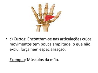 • c) Curtos: Encontram-se nas articulações cujos
movimentos tem pouca amplitude, o que não
exclui força nem especialização.
Exemplo: Músculos da mão.
 