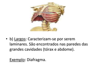 • b) Largos: Caracterizam-se por serem
laminares. São encontrados nas paredes das
grandes cavidades (tórax e abdome).
Exemplo: Diafragma.
 
