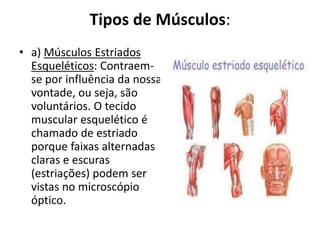 Tipos de Músculos:
• a) Músculos Estriados
Esqueléticos: Contraem-
se por influência da nossa
vontade, ou seja, são
voluntários. O tecido
muscular esquelético é
chamado de estriado
porque faixas alternadas
claras e escuras
(estriações) podem ser
vistas no microscópio
óptico.
 