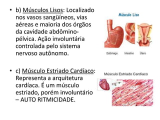 • b) Músculos Lisos: Localizado
nos vasos sangüíneos, vias
aéreas e maioria dos órgãos
da cavidade abdômino-
pélvica. Ação involuntária
controlada pelo sistema
nervoso autônomo.
• c) Músculo Estriado Cardíaco:
Representa a arquitetura
cardíaca. É um músculo
estriado, porém involuntário
– AUTO RITMICIDADE.
 