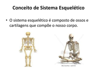 Conceito de Sistema Esquelético
• O sistema esquelético é composto de ossos e
cartilagens que compõe o nosso corpo.
 