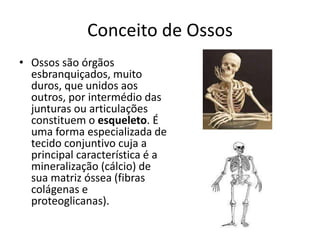 Conceito de Ossos
• Ossos são órgãos
esbranquiçados, muito
duros, que unidos aos
outros, por intermédio das
junturas ou articulações
constituem o esqueleto. É
uma forma especializada de
tecido conjuntivo cuja a
principal característica é a
mineralização (cálcio) de
sua matriz óssea (fibras
colágenas e
proteoglicanas).
 