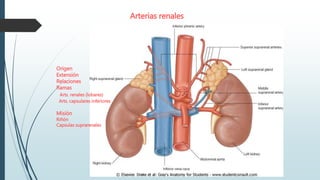 Arterias renales
Origen
Extensión
Relaciones
Ramas
Arts. renales (lobares)
Arts. capsulares inferiores
Misión
Riñón
Capsulas suprarenales
 