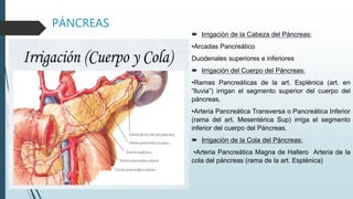 PÁNCREAS
 Irrigación de la Cabeza del Páncreas:
•Arcadas Pancreático
Duodenales superiores e inferiores
 Irrigación del Cuerpo del Páncreas:
•Ramas Pancreáticas de la art. Esplénica (art. en
“lluvia”) irrigan el segmento superior del cuerpo del
páncreas.
•Arteria Pancreática Transversa o Pancreática Inferior
(rama del art. Mesentérica Sup) irriga el segmento
inferior del cuerpo del Páncreas.
 Irrigación de la Cola del Páncreas:
•Arteria Pancreática Magna de Hallero Arteria de la
cola del páncreas (rama de la art. Esplénica)
 