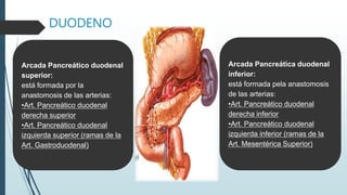 DUODENO
Arcada Pancreático duodenal
superior:
está formada por la
anastomosis de las arterias:
•Art. Pancreático duodenal
derecha superior
•Art. Pancreático duodenal
izquierda superior (ramas de la
Art. Gastroduodenal)
Arcada Pancreática duodenal
inferior:
está formada pela anastomosis
de las arterias:
•Art. Pancreático duodenal
derecha inferior
•Art. Pancreático duodenal
izquierda inferior (ramas de la
Art. Mesentérica Superior)
 