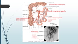 Ramas colaterales derechas
Arteria cólica media
Arteria cólica derecha
Arterias colaterales izquierdas
Arterias intestinales
oYeyunales
oIleales
Rama terminal
- Arteria ileocólica
Rama ileal
Rama cecal
Cecal anterior
Cecal posterior
Arteria apendicular
Arteria mesentérica superior
Arteria pancreático duodenal inferior
 