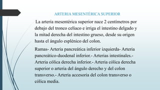 ARTERIA MESENTÉRICA SUPERIOR
La arteria mesentérica superior nace 2 centímetros por
debajo del tronco celiaco e irriga el intestino delgado y
la mitad derecha del intestino grueso, desde su origen
hasta el ángulo esplénico del colon.
Ramas- Arteria pancreática inferior izquierda- Arteria
pancreático-duodenal inferior.- Arterias intestinales.-
Arteria cólica derecha inferior.- Arteria cólica derecha
superior o arteria del ángulo derecho y del colon
transverso.- Arteria accesoria del colon transverso o
cólica media.
 