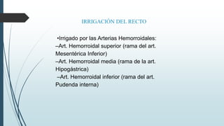 IRRIGACIÓN DEL RECTO
•Irrigado por las Arterias Hemorroidales:
–Art. Hemorroidal superior (rama del art.
Mesentérica Inferior)
–Art. Hemorroidal media (rama de la art.
Hipogástrica)
–Art. Hemorroidal inferior (rama del art.
Pudenda interna)
 