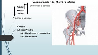 Vascularizacion del Miembro inferior
Arterial
Venosa
Linfatica
A favor de la gravedad
En contra de la gravedad
V. Arterial
-Art Iliaca Primitiva
--Art. Iliaca Interna o Hipogastrica
--Art. Iliaca externa
 