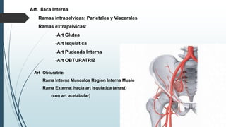 Art. Iliaca Interna
Ramas intrapelvicas: Parietales y Viscerales
Ramas extrapelvicas:
-Art Glutea
-Art Isquiatica
-Art Pudenda Interna
-Art OBTURATRIZ
Art Obturatriz:
Rama Interna Musculos Region Interna Muslo
Rama Externa: hacia art isquiatica (anast)
(con art acetabular)
 