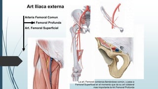 Art Iliaca externa
Arteria Femoral Comun
Art Femoral Profunda
Art. Femoral Superficial
La art. Femoral comienza llamándose común, y pasa a
Femoral Superficial en el momento que da su art colateral
mas importante la Art Femoral Profunda
 