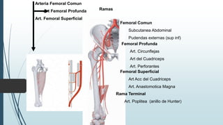 Ramas
Arteria Femoral Comun
Art Femoral Profunda
Art. Femoral Superficial
Femoral Comun
Subcutanea Abdominal
Pudendas externas (sup inf)
Femoral Profunda
Art. Circunflejas
Art del Cuadriceps
Art. Perforantes
Femoral Superficial
Art Acc del Cuadriceps
Art. Anastomotica Magna
Rama Terminal
Art. Poplitea (anillo de Hunter)
 