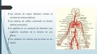  Las arterias de mayor diámetro reciben el
nombre de arterias elásticas
 Las arterias de calibre intermedio se llaman
arterias musculares
 La arteriola es un conducto de diámetro muy
pequeño, resultado de la división de una
arteria
 Los capilares son arterias que al entrar en los
tejidos
 