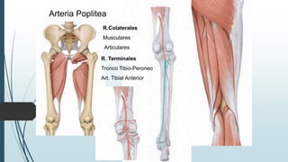 Arteria Poplitea
R. Terminales
Tronco Tibio-Peroneo
Art. Tibial Anterior
R.Colaterales
Musculares
Articulares
 