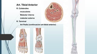 Art. Tibial Anterior
R. Colaterales
musculares
Maleolar interna
maleolar externa
R. Terminal
Art Pedia (continuacion art tibial anterior)
 