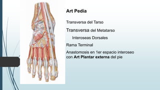 Art Pedia
Transversa del Tarso
Transversa del Metatarso
Interoseas Dorsales
Rama Terminal
Anastomosis en 1er espacio interoseo
con Art Plantar externa del pie
 