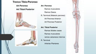 Tronco Tibio-Peroneo
Art Peronea
Art Tibial Posterior
Art. Peronea
Ramos musculares
Ramos Oseos
R. Terminal (Maleolo peroneo)
Art Peronea Anterior
Art Peronea Posterior
Art. Tibial Posterior
Ramas tibiales oseas
Ramas musculares
ramos calcaneos internos
R. Terminal
Arterias Plantares
 