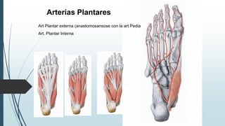 Arterias Plantares
Art Plantar externa (anastomosansose con la art Pedia
Art. Plantar Interna
 