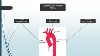 SISTEMA DE LA ARTERIA
AORTA
AORTA
ASCENDENTE
CAYADO
AORTICO
AORTA
DESENDENTE
 