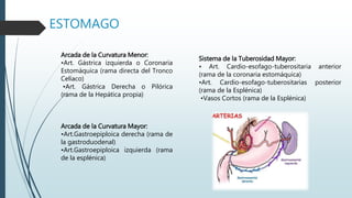 ESTOMAGO
Arcada de la Curvatura Menor:
•Art. Gástrica izquierda o Coronaria
Estomáquica (rama directa del Tronco
Celíaco)
•Art. Gástrica Derecha o Pilórica
(rama de la Hepática propia)
Arcada de la Curvatura Mayor:
•Art.Gastroepiploica derecha (rama de
la gastroduodenal)
•Art.Gastroepiploica izquierda (rama
de la esplénica)
Sistema de la Tuberosidad Mayor:
• Art. Cardio-esofago-tuberositaria anterior
(rama de la coronaria estomáquica)
•Art. Cardio-esofago-tuberositarias posterior
(rama de la Esplénica)
•Vasos Cortos (rama de la Esplénica)
 