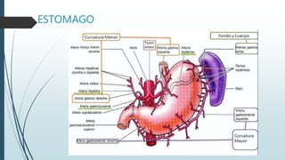 ESTOMAGO
 