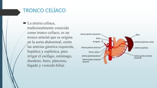 TRONCO CELÍACO
 La arteria celíaca,
tradicionalmente conocida
como tronco celíaco, es un
tronco arterial que se origina
en la aorta abdominal, emite
las arterias gástrica izquierda,
hepática y esplénica, para
irrigar el esófago, estómago,
duodeno, bazo, páncreas,
hígado y vesícula biliar.
 