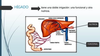HÍGADO tiene una doble irrigación: una funcional y otra
nutricia.
NUTRICIA
FUNCIONAL
 