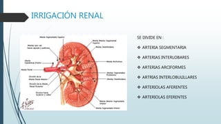 IRRIGACIÓN RENAL
SE DIVIDE EN :
 ARTERIA SEGMENTARIA
 ARTERIAS INTERLOBARES
 ARTERIAS ARCIFORMES
 ARTRIAS INTERLOBULILLARES
 ARTERIOLAS AFERENTES
 ARTERIOLAS EFERENTES
 