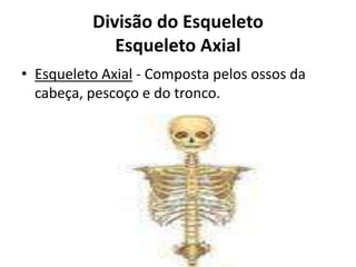 Divisão do Esqueleto
             Esqueleto Axial
• Esqueleto Axial - Composta pelos ossos da
  cabeça, pescoço e do tronco.
 