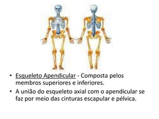 • Esqueleto Apendicular - Composta pelos
  membros superiores e inferiores.
• A união do esqueleto axial com o apendicular se
  faz por meio das cinturas escapular e pélvica.
 