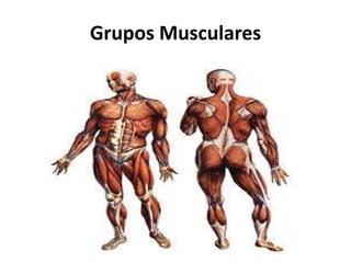 Grupos Musculares
 