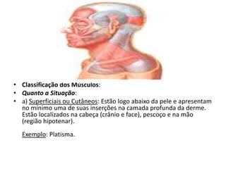 • Classificação dos Músculos:
• Quanto a Situação:
• a) Superficiais ou Cutâneos: Estão logo abaixo da pele e apresentam
  no mínimo uma de suas inserções na camada profunda da derme.
  Estão localizados na cabeça (crânio e face), pescoço e na mão
  (região hipotenar).
  Exemplo: Platisma.
 