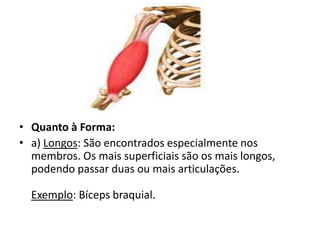 • Quanto à Forma:
• a) Longos: São encontrados especialmente nos
  membros. Os mais superficiais são os mais longos,
  podendo passar duas ou mais articulações.

  Exemplo: Bíceps braquial.
 