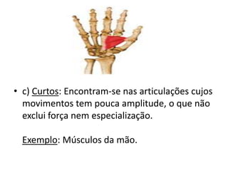 • c) Curtos: Encontram-se nas articulações cujos
  movimentos tem pouca amplitude, o que não
  exclui força nem especialização.

  Exemplo: Músculos da mão.
 