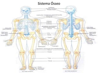 Sistema Ósseo
 