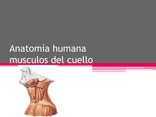 Anatomía humana
musculos del cuello
 