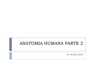 ANATOMIA HUMANA PARTE 2 BY FELIPE LINNS 