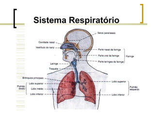 Sistema Respiratório
 