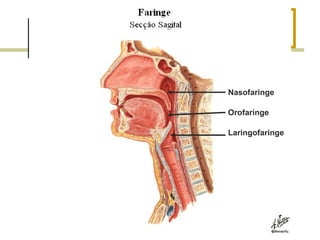 Nasofaringe
Orofaringe
Laringofaringe
 