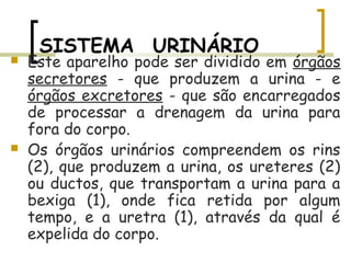 SISTEMA  URINÁRIO
 Este aparelho pode ser dividido em órgãos
secretores - que produzem a urina - e
órgãos excretores - que são encarregados
de processar a drenagem da urina para
fora do corpo.
 Os órgãos urinários compreendem os rins
(2), que produzem a urina, os ureteres (2)
ou ductos, que transportam a urina para a
bexiga (1), onde fica retida por algum
tempo, e a uretra (1), através da qual é
expelida do corpo.
 