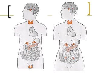 Anatomia humana síntese