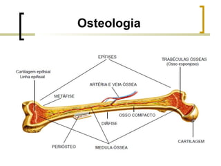 Osteologia
 