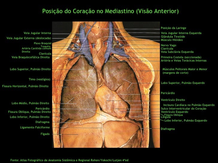 Anatomia externa do corpo humano