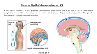 ANATOMIA HUMANA SLIDE 2(2).pdf anatomia geral | PDF