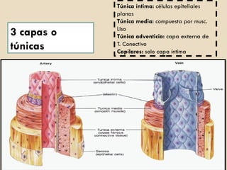 ANATOMIA HUMANA TEMA 3.sistemas de la anatomia | PPTX