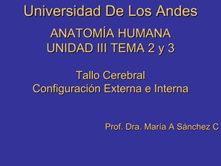 Universidad De Los Andes ANATOMÍA HUMANA UNIDAD III TEMA 2 y 3 Tallo Cerebral Configuración Externa e Interna Prof. Dra. María A Sánchez C 