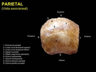 Anatomia i | PDF