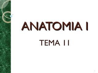 ANATOMIA IANATOMIA I
TEMA 11
1
 